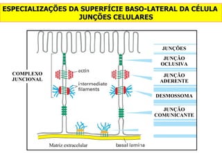 ESPECIALIZAÇÕES DA SUPERFÍCIE BASO-LATERAL DA CÉLULA  JUNÇÕES CELULARES JUNÇÃO OCLUSIVA JUNÇÕES JUNÇÃO ADERENTE DESMOSSOMA JUNÇÃO COMUNICANTE COMPLEXO JUNCIONAL Matriz extracelular 