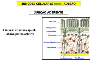Cinturão de adesão apical, abaixo junção oclusiva JUNÇÃO ADERENTE JUNÇÕES CELULARES  ADESÃO 