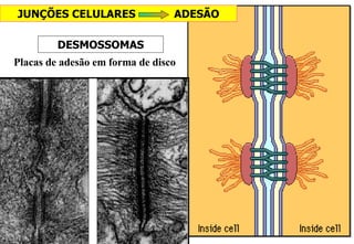 Placas de adesão em forma de disco DESMOSSOMAS JUNÇÕES CELULARES  ADESÃO 