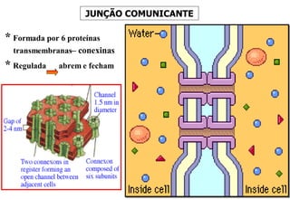 JUNÇÃO COMUNICANTE *   Formada por 6 proteínas transmembranas – conexinas *   Regulada   abrem e fecham 