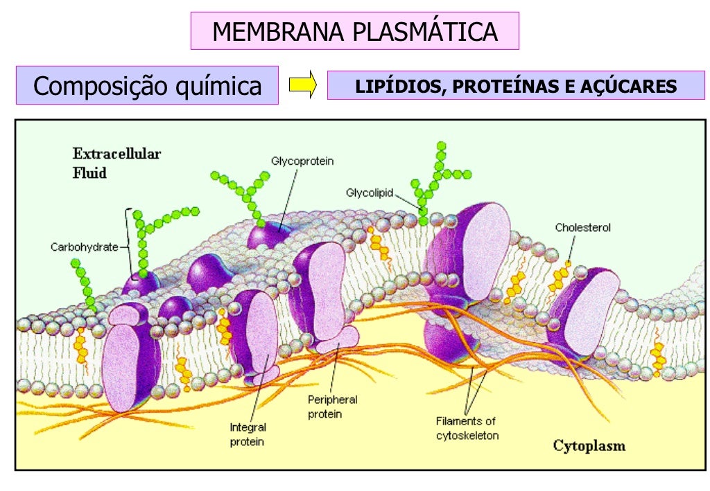 A Membrana Plasmática Das Células Exerce Uma Importante Função