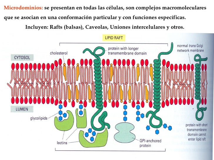 Membrana 09 B