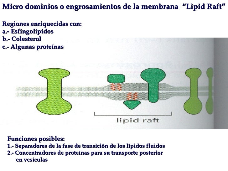 Membrana 09 B