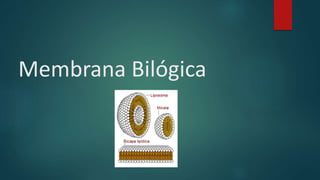 Membrana Bilógica
 