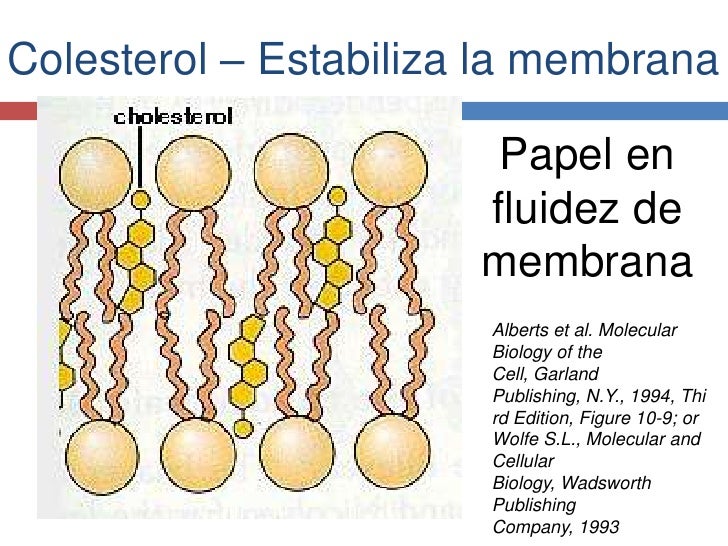 Funciones Del Colesterol En La Membrana Celular es.slideshare.net