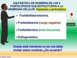  Fosfatidiletanolamina.
Fosfatidilserina (carga negativa)
Fosfatidilcolina (más frecuente)
Esfingomielina
AQUÍ ESTÁN LOS NOMBRES DE LOS 4
FOSFOLÓPIDOS QUE ESTRUCTURAN A LA
MEMBRANA CELULAR. Repásalos y apréndetelos
Desde este momento no se nos debe
olvidar estos nombres ¿De acuerdo?
Dr. Misael R. Oliver G.
Símbolo
 