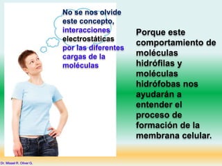 No se nos olvide
este concepto,
interacciones
electrostáticas
por las diferentes
cargas de la
moléculas
Porque este
comportamiento de
moléculas
hidrófilas y
moléculas
hidrófobas nos
ayudarán a
entender el
proceso de
formación de la
membrana celular.
Dr. Misael R. Oliver G.
 