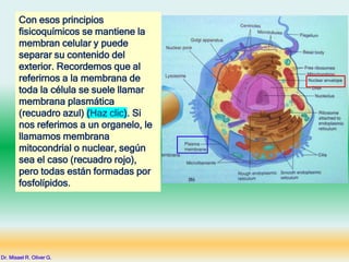 Con esos principios
fisicoquímicos se mantiene la
membran celular y puede
separar su contenido del
exterior. Recordemos que al
referirnos a la membrana de
toda la célula se suele llamar
membrana plasmática
(recuadro azul) (Haz clic). Si
nos referimos a un organelo, le
llamamos membrana
mitocondrial o nuclear, según
sea el caso (recuadro rojo),
pero todas están formadas por
fosfolípidos.
Dr. Misael R. Oliver G.
 