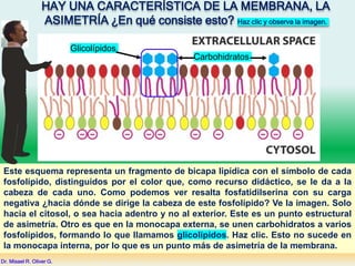 HAY UNA CARACTERÍSTICA DE LA MEMBRANA, LA
ASIMETRÍA ¿En qué consiste esto? Haz clic y observa la imagen.
Glicolípidos
Carbohidratos
Este esquema representa un fragmento de bicapa lipídica con el símbolo de cada
fosfolípido, distinguidos por el color que, como recurso didáctico, se le da a la
cabeza de cada uno. Como podemos ver resalta fosfatidilserina con su carga
negativa ¿hacia dónde se dirige la cabeza de este fosfolípido? Ve la imagen. Solo
hacia el citosol, o sea hacia adentro y no al exterior. Este es un punto estructural
de asimetría. Otro es que en la monocapa externa, se unen carbohidratos a varios
fosfolípidos, formando lo que llamamos glicolípidos. Haz clic. Esto no sucede en
la monocapa interna, por lo que es un punto más de asimetría de la membrana.
Dr. Misael R. Oliver G.
 