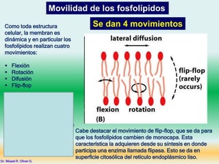 Movilidad de los fosfolípidos
Se dan 4 movimientos
Como toda estructura
celular, la membran es
dinámica y en particular los
fosfolípidos realizan cuatro
movimientos:
 Flexión
 Rotación
 Difusión
 Flip-flop
Observa la imagen para ver
como se darían esos
movimientos. Haz clic. Esta
imagen es didáctica pero
estática. Entonces, todos los
movimientos se dan en
ambas monocapas, aunque
se señalen en una.
Cabe destacar el movimiento de flip-flop, que se da para
que los fosfolípidos cambien de monocapa. Esta
característica la adquieren desde su síntesis en donde
participa una enzima llamada flipasa. Esto se da en
superficie citosólica del retículo endoplásmico liso.
Dr. Misael R. Oliver G.
 
