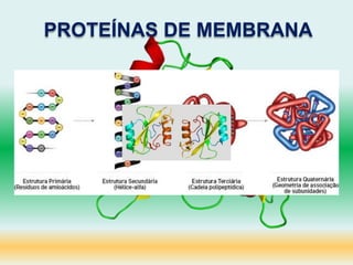 PROTEÍNAS DE MEMBRANA
 