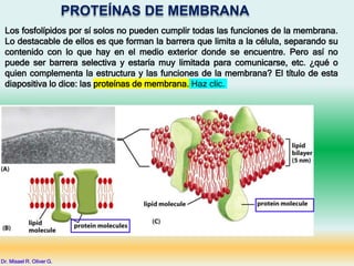 PROTEÍNAS DE MEMBRANA
Los fosfolípidos por sí solos no pueden cumplir todas las funciones de la membrana.
Lo destacable de ellos es que forman la barrera que limita a la célula, separando su
contenido con lo que hay en el medio exterior donde se encuentre. Pero así no
puede ser barrera selectiva y estaría muy limitada para comunicarse, etc. ¿qué o
quien complementa la estructura y las funciones de la membrana? El título de esta
diapositiva lo dice: las proteínas de membrana. Haz clic.
Dr. Misael R. Oliver G.
 