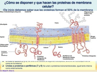 ¿Cómo se disponen y que hacen las proteínas de membrana
celular?
(De inicio debemos saber que las proteínas forman el 50% de la membrana
celular) Haz clic y observa la imagen con detenimiento.
ESTA IMAGEN MUESTRA LAS FORMAS DE ASOCIACIÓN PROTÉICA EN LA BICAPA
LIPÍDICA. Las barras grises representan a las dos monocapas y los dibujos verdes
representan la disposición que tienen las proteínas que se describen como sigue:
 Transmembranales (1, 2 y 3 ). Atraviesan la membrana y tienen conexión con el exterior e interior de
la célula. La 1 pasa una vez la membrana, la 2 representa a proteína que pasan varias veces y la 3
aquellas que forman poros en la membrana, se les suele llamar porinas.
 Asociadas con la monocapa (4) Se unen solamente a una de las monocapas.
 Unidas a lípidos (5 y 6) Se unen a la cabeza de algunas fosfolípidos, tanto en la monocapa interna
como en la externa.
 Unidas a proteínas o periféricas (7 y 8) Se unen a proteínas transmembranales, igual tanto interna
como externamente.
Dr. Misael R. Oliver G.
 