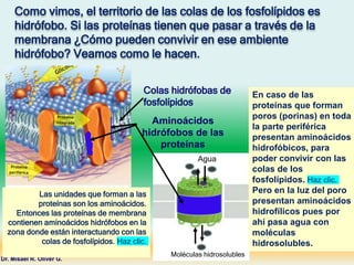 Aminoácidos
hidrófobos de las
proteínas
Como vimos, el territorio de las colas de los fosfolípidos es
hidrófobo. Si las proteínas tienen que pasar a través de la
membrana ¿Cómo pueden convivir en ese ambiente
hidrófobo? Veamos como le hacen.
Dr. Misael R. Oliver G.
Colas hidrófobas de
fosfolípidos
En caso de las
proteínas que forman
poros (porinas) en toda
la parte periférica
presentan aminoácidos
hidrofóbicos, para
poder convivir con las
colas de los
fosfolípidos. Haz clic.
Pero en la luz del poro
presentan aminoácidos
hidrofílicos pues por
ahí pasa agua con
moléculas
hidrosolubles.
Las unidades que forman a las
proteínas son los aminoácidos.
Entonces las proteínas de membrana
contienen aminoácidos hidrófobos en la
zona donde están interactuando con las
colas de fosfolípidos. Haz clic.
Agua
Moléculas hidrosolubles
 