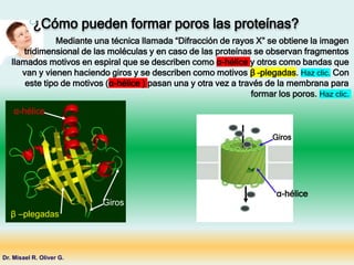 Dr. Misael R. Oliver G.
¿Cómo pueden formar poros las proteínas?
Mediante una técnica llamada “Difracción de rayos X” se obtiene la imagen
tridimensional de las moléculas y en caso de las proteínas se observan fragmentos
llamados motivos en espiral que se describen como α-hélice y otros como bandas que
van y vienen haciendo giros y se describen como motivos β –plegadas. Haz clic. Con
este tipo de motivos (α-hélice ) pasan una y otra vez a través de la membrana para
formar los poros. Haz clic.
Giros
Giros
β –plegadas
α-hélice
α-hélice
 