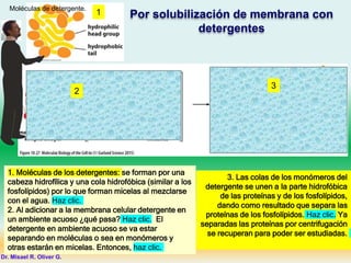 1. Moléculas de los detergentes: se forman por una
cabeza hidrofílica y una cola hidrofóbica (similar a los
fosfolípidos) por lo que forman micelas al mezclarse
con el agua. Haz clic.
2. Al adicionar a la membrana celular detergente en
un ambiente acuoso ¿qué pasa? Haz clic. El
detergente en ambiente acuoso se va estar
separando en moléculas o sea en monómeros y
otras estarán en micelas. Entonces, haz clic.
3. Las colas de los monómeros del
detergente se unen a la parte hidrofóbica
de las proteínas y de los fosfolípidos,
dando como resultado que separa las
proteínas de los fosfolípidos. Haz clic. Ya
separadas las proteínas por centrifugación
se recuperan para poder ser estudiadas.
Por solubilización de membrana con
detergentes
1
Dr. Misael R. Oliver G.
Moléculas de detergente.
2
3
 