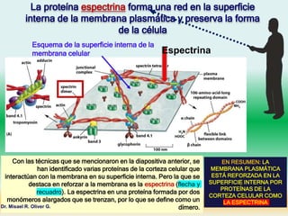 Con las técnicas que se mencionaron en la diapositiva anterior, se
han identificado varias proteínas de la corteza celular que
interactúan con la membrana en su superficie interna. Pero la que se
destaca en reforzar a la membrana es la espectrina (flecha y
recuadro). La espectrina en una proteína formada por dos
monómeros alargados que se trenzan, por lo que se define como un
dímero.
La proteína espectrina forma una red en la superficie
interna de la membrana plasmática y preserva la forma
de la célula
Dr. Misael R. Oliver G.
Espectrina
Esquema de la superficie interna de la
membrana celular
EN RESUMEN: LA
MEMBRANA PLASMÁTICA
ESTÁ REFORZADA EN LA
SUPERFICIE INTERNA POR
PROTEÍNAS DE LA
CORTEZA CELULAR COMO
LA ESPECTRINA
 