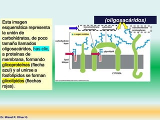 (oligosacáridos)
Dr. Misael R. Oliver G.
Esta imagen
esquemática representa
la unión de
carbohidratos, de poco
tamaño llamados
oligosacáridos, has clic,
a proteínas de
membrana, formando
glicoproteínas (flecha
azul) y al unirse a
fosfolípidos se forman
glicolípidos (flechas
rojas).
 