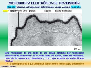 MICROSCOPÍA ELECTRÓNICA DE TRANSMISIÓN
Haz clic y observa la imagen con detenimiento. Luego vuelve a hacer clic.
Dr. Misael R. Oliver G.
Esta micrografía de una parte de una célula, obtenida por microscopía
electrónica de transmisión, se muestra parte del núcleo, parte del citoplasma,
parte de la membrana plasmática y una capa externa de carbohidratos
(flecha).
¿Ya tienes presente a que dimensión vemos con el microscopio electrónico?
 