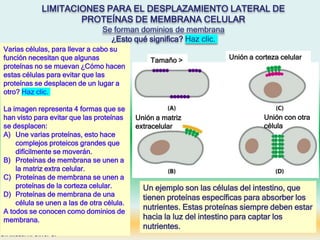 LIMITACIONES PARA EL DESPLAZAMIENTO LATERAL DE
PROTEÍNAS DE MEMBRANA CELULAR
Se forman dominios de membrana
¿Esto qué significa? Haz clic.
Tamaño >
Unión a matriz
extracelular
Unión a corteza celular
Unión con otra
célula
Dr. Misael R. Oliver G.
Varias células, para llevar a cabo su
función necesitan que algunas
proteínas no se muevan ¿Cómo hacen
estas células para evitar que las
proteínas se desplacen de un lugar a
otro? Haz clic.
La imagen representa 4 formas que se
han visto para evitar que las proteínas
se desplacen:
A) Une varias proteínas, esto hace
complejos proteicos grandes que
difícilmente se moverán.
B) Proteínas de membrana se unen a
la matriz extra celular.
C) Proteínas de membrana se unen a
proteínas de la corteza celular.
D) Proteínas de membrana de una
célula se unen a las de otra célula.
A todos se conocen como dominios de
membrana.
Un ejemplo son las células del intestino, que
tienen proteínas específicas para absorber los
nutrientes. Estas proteínas siempre deben estar
hacia la luz del intestino para captar los
nutrientes.
 