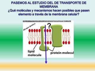 PASEMOS AL ESTUDIO DEL DE TRANSPORTE DE
MEMBRANA
¿Qué moléculas y mecanismos hacen posibles que pasen
elemento a través de la membrana celular?
?
 