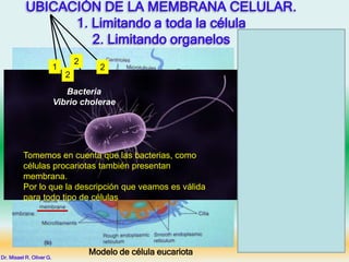 UBICACIÓN DE LA MEMBRANA CELULAR.
1. Limitando a toda la célula
2. Limitando organelos
Modelo de célula eucariota
Al decir “Membrana celular”
nos estamos refiriendo a toda
membrana que envuelve algo
de la célula, desde aquella
membran que limita a toda la
célula, que cuando se quiere
precisar se le llama
“Membrana plasmática”, o
aquellas que limitan a los
organelos como la
mitocondria, se le refiere
como “Membrana
mitocondrial” o la que limita al
núcleo se llama “Membrana
nuclear”, incluso la o las
membranas que tengan las
bacterias o levaduras a todas
involucramos con el término
membrana celular. En general
tienen las misma estructura y
función con ciertas
particularidades que veremos
en su momento. Haz clic y
revisa este modelo.
Dr. Misael R. Oliver G.
Tomemos en cuenta que las bacterias, como
células procariotas también presentan
membrana.
Por lo que la descripción que veamos es válida
para todo tipo de células
Bacteria
Vibrio cholerae
1
2
2
2
 