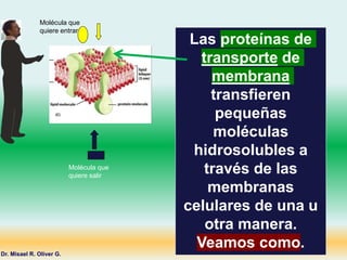 Las proteínas de
transporte de
membrana
transfieren
pequeñas
moléculas
hidrosolubles a
través de las
membranas
celulares de una u
otra manera.
Veamos como.
Dr. Misael R. Oliver G.
Molécula que
quiere entrar
Molécula que
quiere salir
 