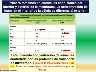 Primero tomemos en cuenta las condiciones del
interior y exterior de la membrana. La concentración de
iones en el interior de la célula es diferente al exterior.
Esta diferente concentración de iones, es
controlada por las proteínas de transporte
de membrana. Fíjate en la tabla la diferencia. Haz
clic. Toma como ejemplos notorios lo señalado por las
flechas.
Dr. Misael R. Oliver G.
 