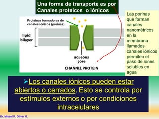 Una forma de transporte es por
Canales proteicos o iónicos
Los canales iónicos pueden estar
abiertos o cerrados. Esto se controla por
estímulos externos o por condiciones
intracelulares
Dr. Misael R. Oliver G.
Proteínas formadoras de
canales iónicos (porinas)
Las porinas
que forman
canales
nanométricos
en la
membrana
llamados
canales iónicos
permiten el
paso de iones
solubles en
agua
 
