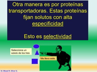 Otra manera es por proteínas
transportadoras. Estas proteínas
fijan solutos con alta
especificidad
Esto es selectividad
Dr. Misael R. Oliver G.
Me llevo este.
Selecciona un
soluto de los tres
 