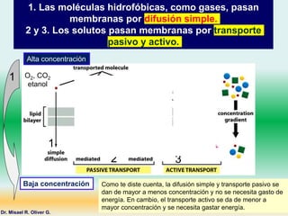 1. Las moléculas hidrofóbicas, como gases, pasan
membranas por difusión simple.
2 y 3. Los solutos pasan membranas por transporte
pasivo y activo.
Alta concentración
Baja concentración
O2, CO2
etanol
Na+ K+ Glucosa
Dr. Misael R. Oliver G.
1
2 3
1
Como te diste cuenta, la difusión simple y transporte pasivo se
dan de mayor a menos concentración y no se necesita gasto de
energía. En cambio, el transporte activo se da de menor a
mayor concentración y se necesita gastar energía.
 
