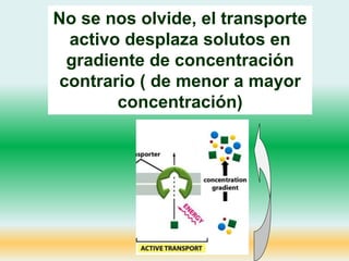 No se nos olvide, el transporte
activo desplaza solutos en
gradiente de concentración
contrario ( de menor a mayor
concentración)
 