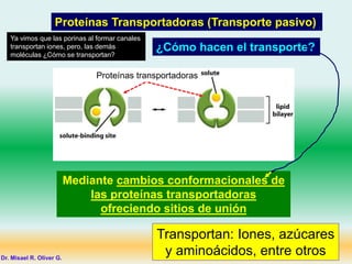 Transportan: Iones, azúcares
y aminoácidos, entre otros
Mediante cambios conformacionales de
las proteínas transportadoras
ofreciendo sitios de unión
Proteínas Transportadoras (Transporte pasivo)
¿Cómo hacen el transporte?
Dr. Misael R. Oliver G.
Proteínas transportadoras
Ya vimos que las porinas al formar canales
transportan iones, pero, las demás
moléculas ¿Cómo se transportan?
 