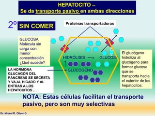 HEPATOCITO –
Se da transporte pasivo en ambas direcciones
GLUCOSA
Molécula sin
carga con
menor
concentración
¿Qué sucede?
SIN COMER
GLUCÓGENO
LA HORMONA
GLUCAGÓN DEL
PÁNCREAS SE SECRETA
Y VA AL HÍGADO Y AL
ENTRAS A LOS
HEPATOCITOS …..
HIDRÓLISIS GLUCOSA
Dr. Misael R. Oliver G.
C
V
NOTA: Estas células facilitan el transporte
pasivo, pero son muy selectivas
Proteínas transportadoras
2º
El glucógeno
hidroliza al
glucógeno para
formar glucosa
que se
transporta hacia
el exterior de los
hepatocitos.
 