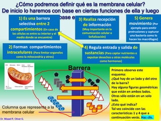 ¿Cómo podremos definir qué es la membrana celular?
De inicio lo haremos con base en ciertas funciones de ella y luego
con base en su estructura.
3) Realiza recepción
de información
(Muy importante en la
comunicación celular o
Señalización)
4) Regula entrada y salida de
sustancias (Para captar nutrientes o
expulsar desechos u otras moléculas
como hormonas)
5) Genera
movimiento (Por
ejemplo para emitir
protrusiones y capturar
una bacteria como lo
hacen los macrófagos)
1) Es una barrera
selectiva entre 2
compartimientos (En caso de
las células es entre su interior y el
medio donde se encuentre)
2) Forman compartimientos
intracelulares (Para limitar organelos
como la mitocondria y otros)
C
C
C
C
C
C
C
C
C
Barrera
Dr. Misael R. Oliver G.
Según el
esquema,
pensemos
que hace la
membrana
celular
Primero observa este
esquema:
¿Qué hay de un lado y del otro
de la barra?
Hay alguna figuras geométricas
que están en ambos lados.
Otras sólo están en un solo
lado.
¿Esto qué indica?
Tal vez coincide con las
características 1 y 4 que a
continuación verás. Haz clic.
Columna que representa a la
membrana celular
 