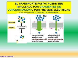 EL TRANSPORTE PASIVO PUEDE SER
IMPULSADO POR GRADIENTES DE
CONCENTRACIÓN O POR FUERZAS ELÉCTRICAS
(QUE FORMAN EL POTENCIAL DE MEMBRANA)
Na+
K+
Dr. Misael R. Oliver G.
 