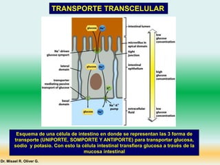 TRANSPORTE TRANSCELULAR
Esquema de una célula de intestino en donde se representan las 3 forma de
transporte (UNIPORTE, SOMPORTE Y ANTIPORTE) para transportar glucosa,
sodio y potasio. Con esto la célula intestinal transfiera glucosa a través de la
mucosa intestinal
Dr. Misael R. Oliver G.
 