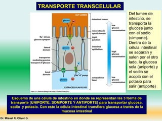 TRANSPORTE TRANSCELULAR
Esquema de una célula de intestino en donde se representan las 3 forma de
transporte (UNIPORTE, SOMPORTE Y ANTIPORTE) para transportar glucosa,
sodio y potasio. Con esto la célula intestinal transfiera glucosa a través de la
mucosa intestinal
Dr. Misael R. Oliver G.
Del lumen de
intestino, se
transporta la
glucosa junto
con el sodio
(simporte).
Dentro de la
célula intestinal
se separan y
salen por el otro
lado, la glucosa
sola (uniporte) y
el sodio se
acopla con el
potasio para
salir (antiporte)
 