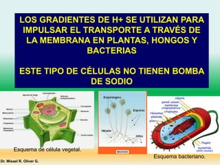 LOS GRADIENTES DE H+ SE UTILIZAN PARA
IMPULSAR EL TRANSPORTE A TRAVÉS DE
LA MEMBRANA EN PLANTAS, HONGOS Y
BACTERIAS
ESTE TIPO DE CÉLULAS NO TIENEN BOMBA
DE SODIO
Dr. Misael R. Oliver G.
Esquema de célula vegetal.
Esquema bacteriano.
 