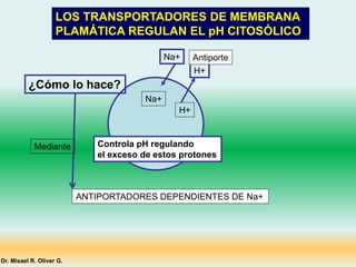 LOS TRANSPORTADORES DE MEMBRANA
PLAMÁTICA REGULAN EL pH CITOSÓLICO
ANTIPORTADORES DEPENDIENTES DE Na+
Na+
Na+
H+
H+
Controla pH regulando
el exceso de estos protones
Antiporte
¿Cómo lo hace?
Mediante
Dr. Misael R. Oliver G.
 