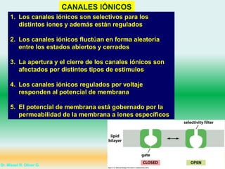 CANALES IÓNICOS
1. Los canales iónicos son selectivos para los
distintos iones y además están regulados
2. Los canales iónicos fluctúan en forma aleatoria
entre los estados abiertos y cerrados
3. La apertura y el cierre de los canales iónicos son
afectados por distintos tipos de estímulos
4. Los canales iónicos regulados por voltaje
responden al potencial de membrana
5. El potencial de membrana está gobernado por la
permeabilidad de la membrana a iones específicos
Dr. Misael R. Oliver G.
 