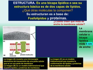 ¿Cuánto creen que mida de
ancho la membrana celular?
ESTRUCTURA. Es una bicapa lipídica o sea su
estructura básica es de dos capas de lípidos.
¿Qué otras moléculas la componen?
Su estructuran es a base de:
Fosfolípidos y proteínas.
La imagen (A) muestra una microscopía
electrónica de transmisión de una parte celular
que se ve una parte de membrana
La imagen (B) es un modelo bidimensional que
muestra lípidos y proteínas de membrana.
La imagen (C) es un modelo
tridimensional que muestra la
conformación de lípidos y proteínas
de la membrana celular.
La
membrana
celular o
bicapa
lipídica
mide 5 nm
de ancho
Dr. Misael R. Oliver G.
 