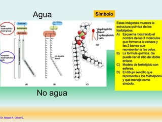 Símbolo
Estas imágenes muestra la
estructura química de los
fosfolípidos.
A) Esquema mostrando el
nombre de las 3 moléculas
que forman a la cabeza y
las 2 barras que
representan a las colas.
B) La fórmula química. Se
puede ver el sitio del doble
enlace.
C) Modelo de fosfolípido con
esferas.
D) El dibujo sencillo que
representa a los fosfolípidos
y que maneja como
símbolo.
Dr. Misael R. Oliver G.
Agua
No agua
 