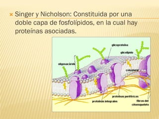    Singer y Nicholson: Constituida por una
    doble capa de fosfolípidos, en la cual hay
    proteínas asociadas.
 