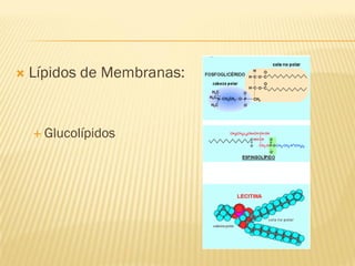    Lípidos de Membranas:


     Glucolípidos
 