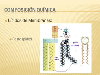 COMPOSICIÓN QUÍMICA

   Lípidos de Membranas:



     Fosfolípidos
 
