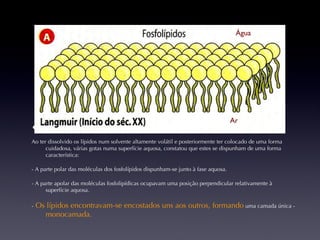 Conseguiu isolar os lípidos da membrana e dispô-los numa espécie de tina – Tina de Langmuir. Ao ter dissolvido os lípidos num solvente altamente volátil e posteriormente ter colocado de uma forma cuidadosa, várias gotas numa superfície aquosa, constatou que estes se dispunham de uma forma característica: - A parte polar das moléculas dos fosfolípidos dispunham-se junto à fase aquosa. - A parte apolar das moléculas fosfolipídicas ocupavam uma posição perpendicular relativamente à superfície aquosa. -   Os lípidos encontravam-se encostados uns aos outros, formando  uma camada única -  monocamada. Ar Água 