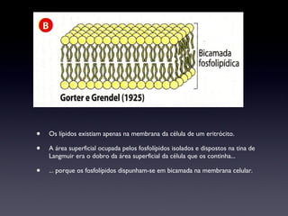Os lípidos existiam apenas na membrana da célula de um eritrócito. A área superficial ocupada pelos fosfolípidos isolados e dispostos na tina de Langmuir era o dobro da área superficial da célula que os continha... ... porque os fosfolípidos dispunham-se em bicamada na membrana celular. 