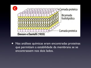 Nas análises químicas eram encontradas proteínas que permitiam a estabilidade da membrana se se encontrassem nos dois lados. 
