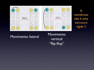 Movimento lateral Movimento vertical “ flip-flop” A membrana não é uma estrutura rígida !! 